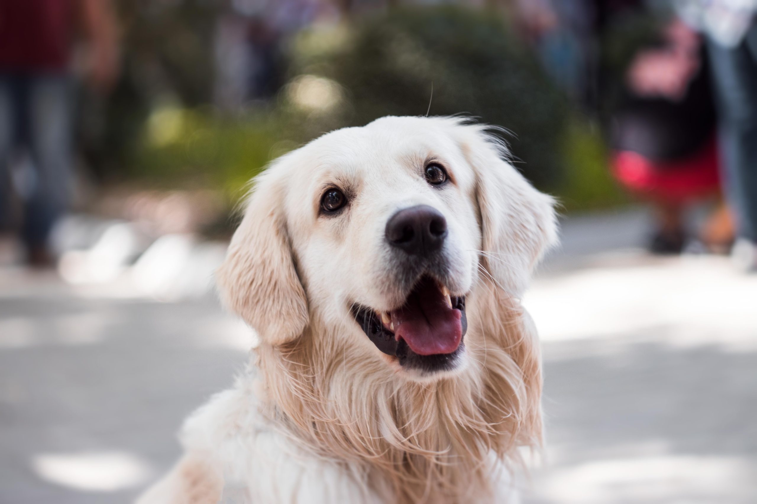 Evde köpek eğitimi nasıl verilir